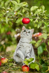 117584 Britisch Kurzhaar Katze