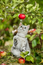 117585 Britisch Kurzhaar Katze