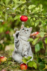 117586 Britisch Kurzhaar Katze