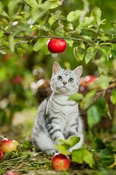 117587 Britisch Kurzhaar Katze