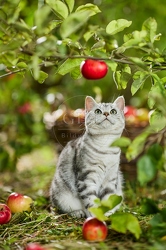 117588 Britisch Kurzhaar Katze