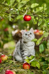 117589 Britisch Kurzhaar Katze