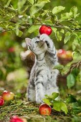 117590 Britisch Kurzhaar Katze