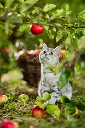 117591 Britisch Kurzhaar Katze