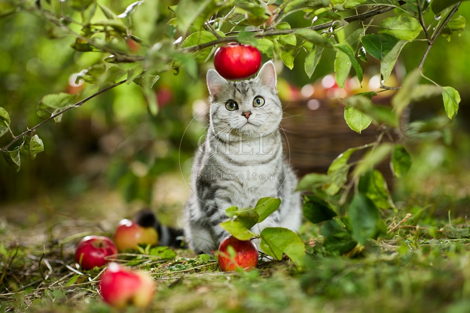 117592 Britisch Kurzhaar Katze