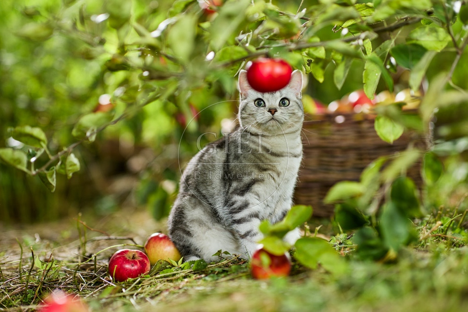 117593 Britisch Kurzhaar Katze