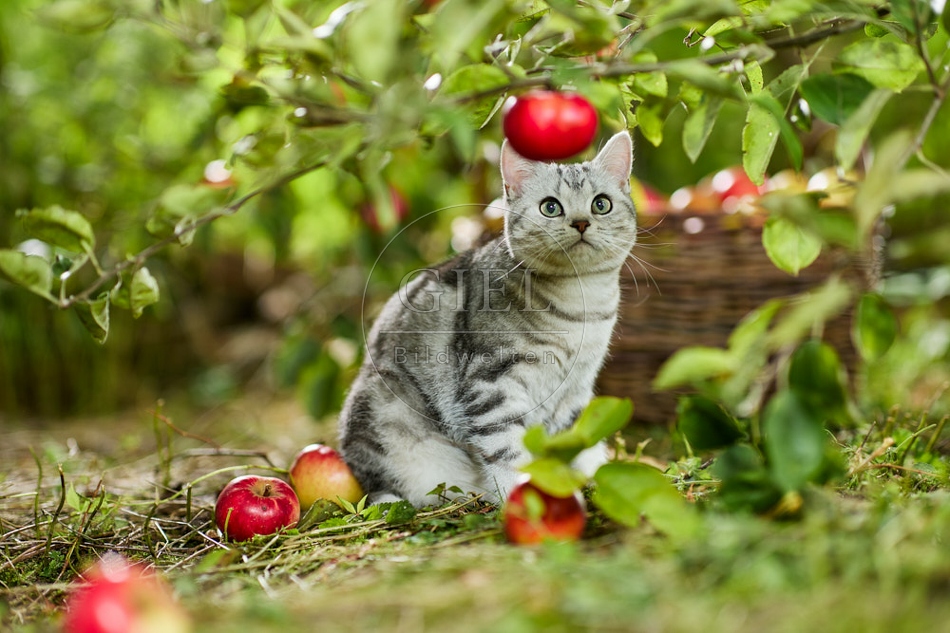 117594 Britisch Kurzhaar Katze