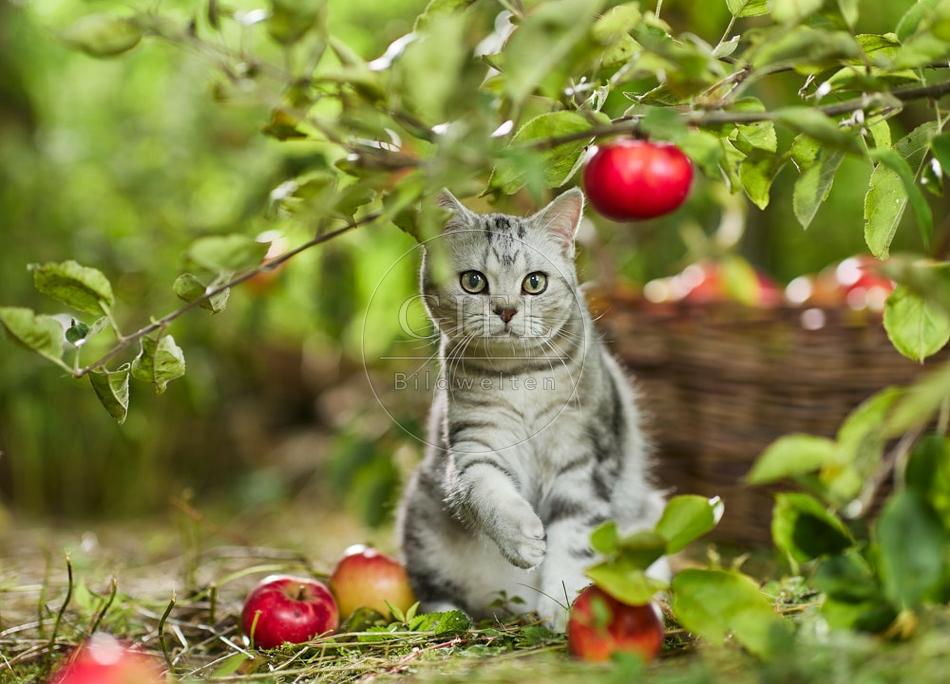 117595 Britisch Kurzhaar Katze