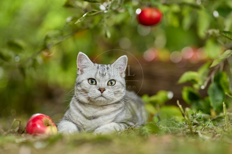 117596 Britisch Kurzhaar Katze