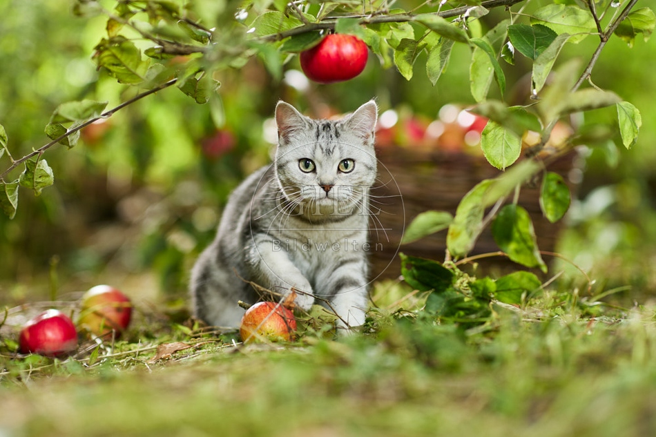 117597 Britisch Kurzhaar Katze