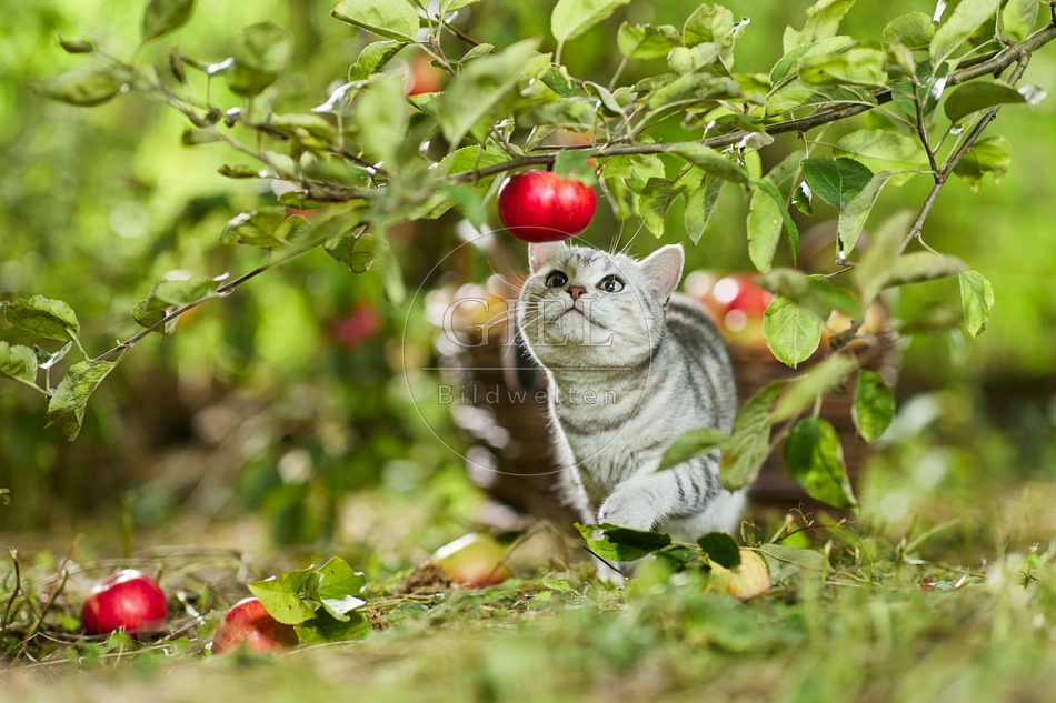 117598 Britisch Kurzhaar Katze