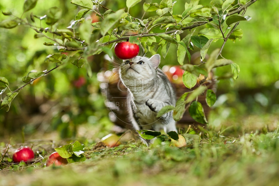 117599 Britisch Kurzhaar Katze