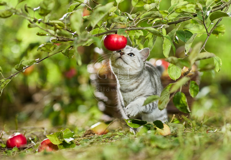 117600 Britisch Kurzhaar Katze