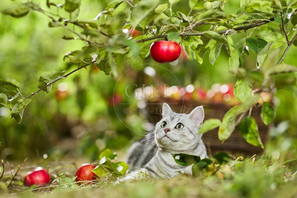 117602 Britisch Kurzhaar Katze