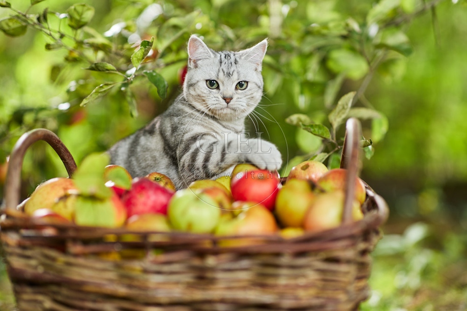 117603 Britisch Kurzhaar Katze