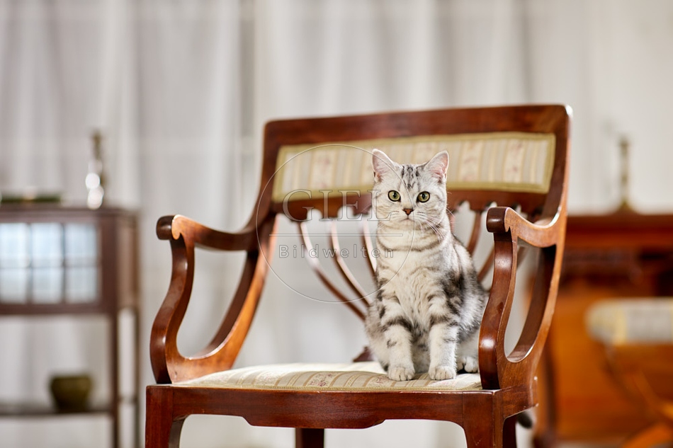 117604 Britisch Kurzhaar Katze