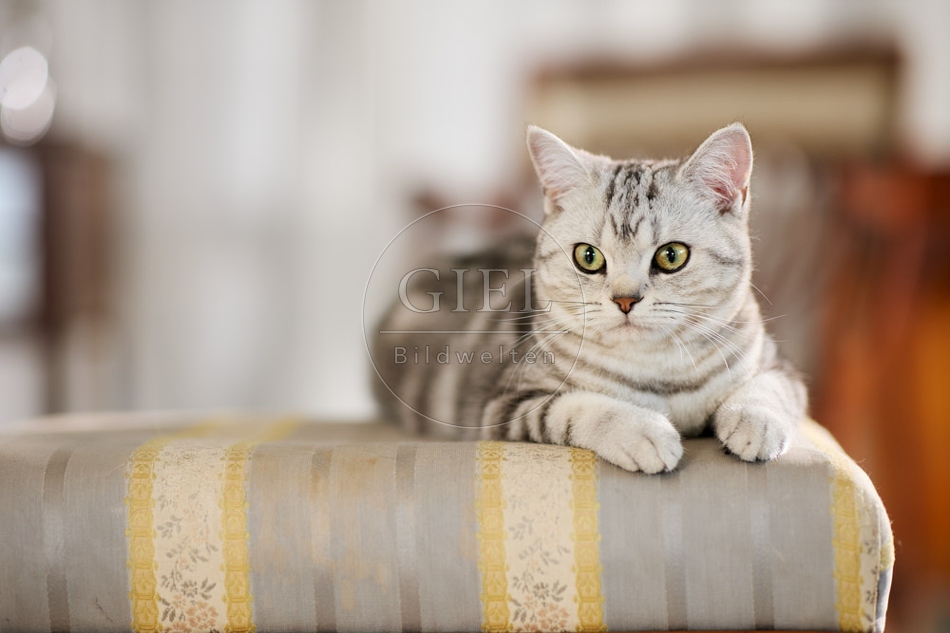 117605 Britisch Kurzhaar Katze