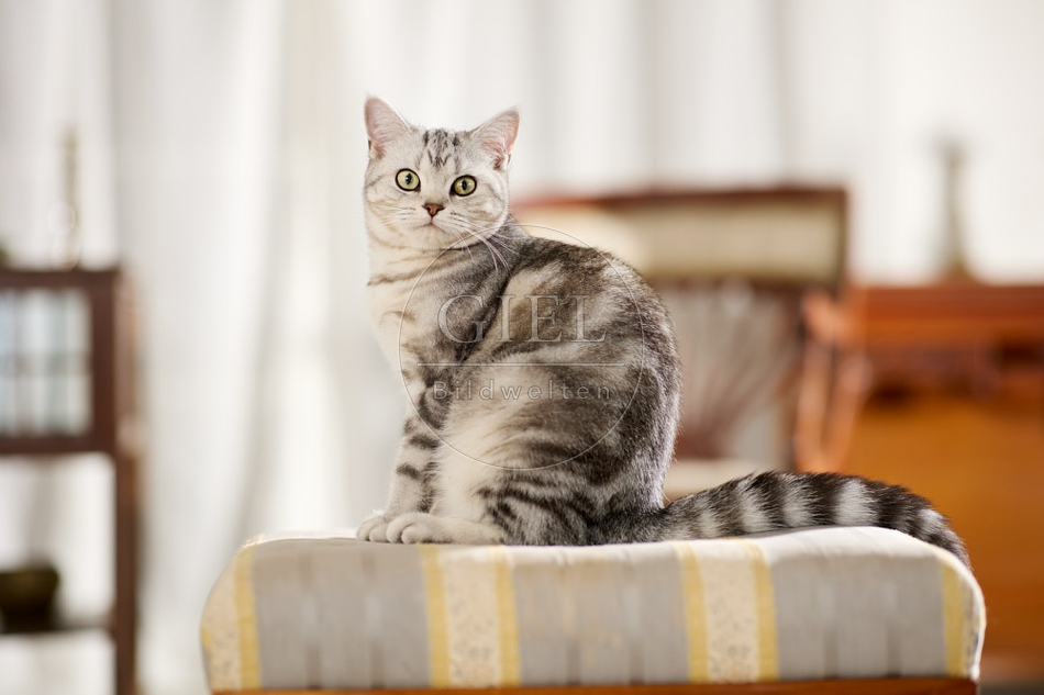 117606 Britisch Kurzhaar Katze