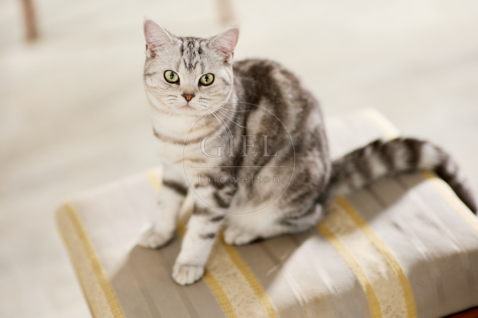 117607 Britisch Kurzhaar Katze