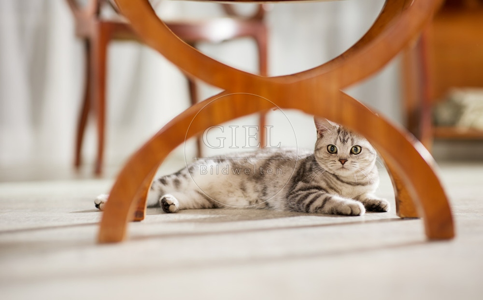 117608 Britisch Kurzhaar Katze