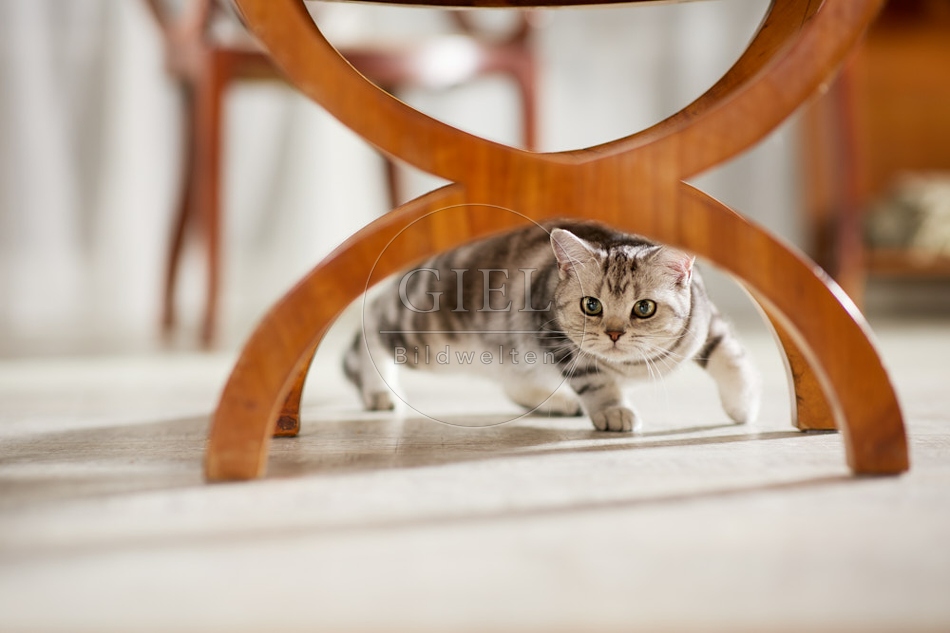 117609 Britisch Kurzhaar Katze