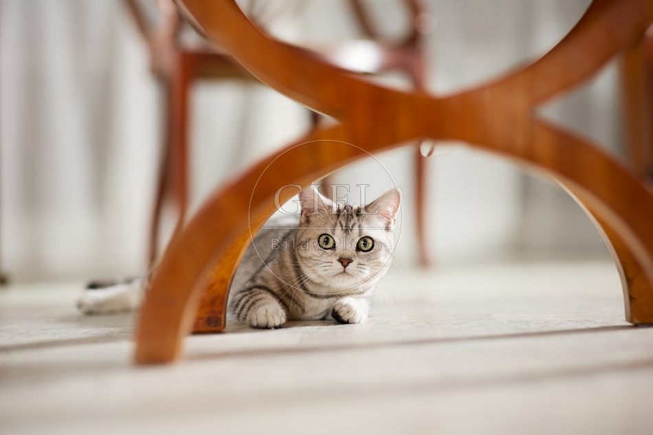 117610 Britisch Kurzhaar Katze