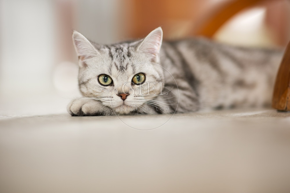 117611 Britisch Kurzhaar Katze