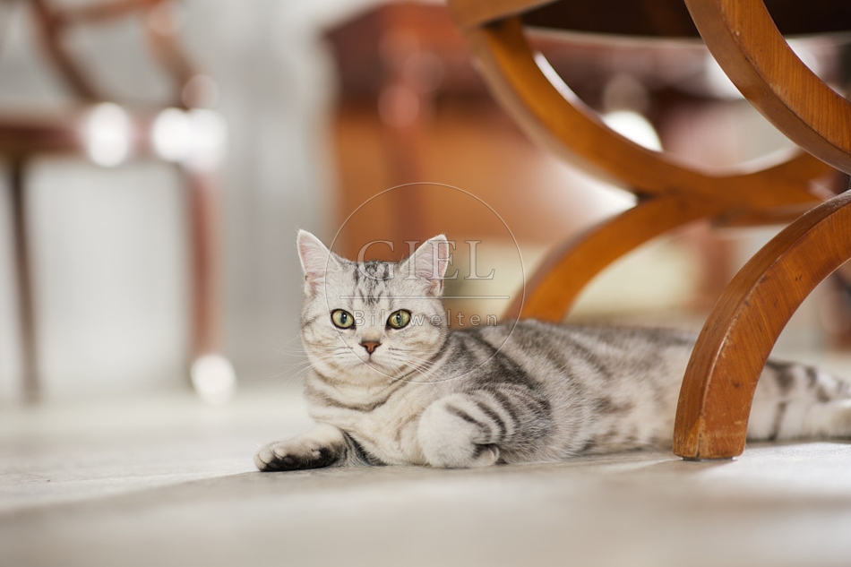 117612 Britisch Kurzhaar Katze