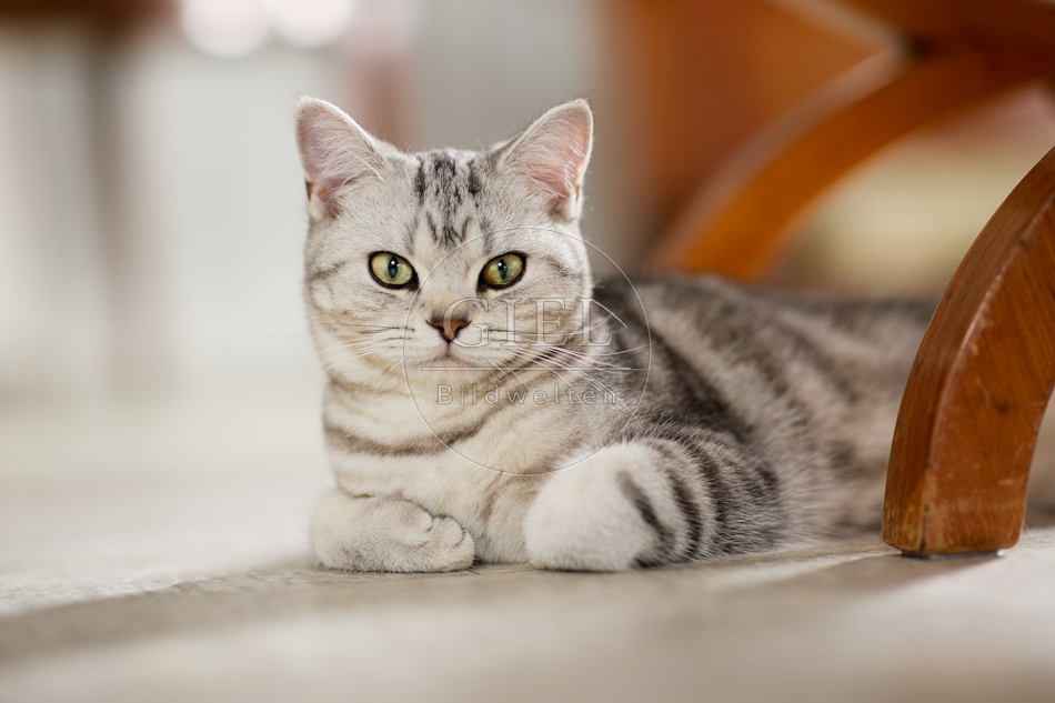 117613 Britisch Kurzhaar Katze