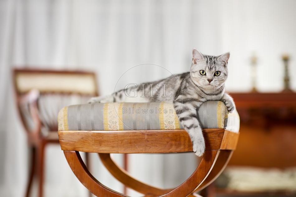 117614 Britisch Kurzhaar Katze