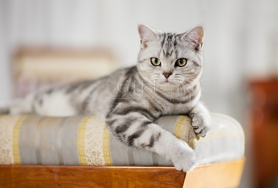 117615 Britisch Kurzhaar Katze