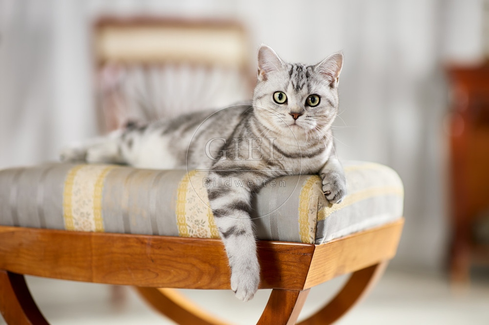 117616 Britisch Kurzhaar Katze