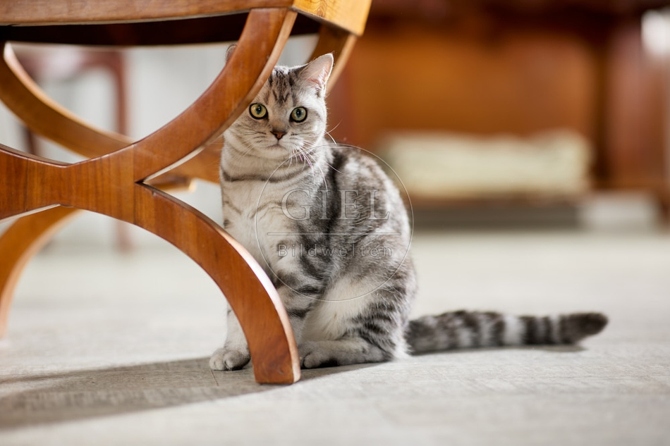 117617 Britisch Kurzhaar Katze