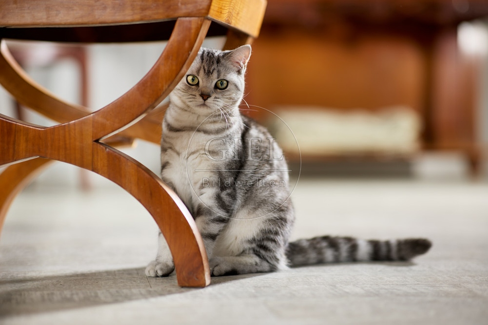 117618 Britisch Kurzhaar Katze