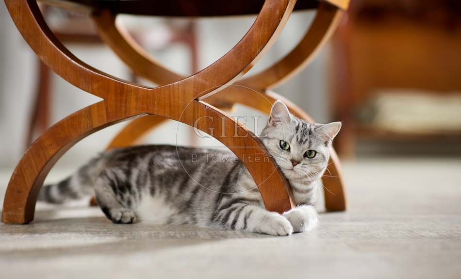 117619 Britisch Kurzhaar Katze