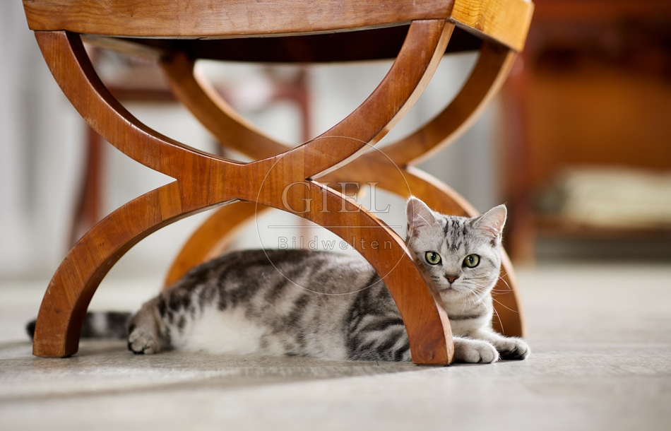 117620 Britisch Kurzhaar Katze