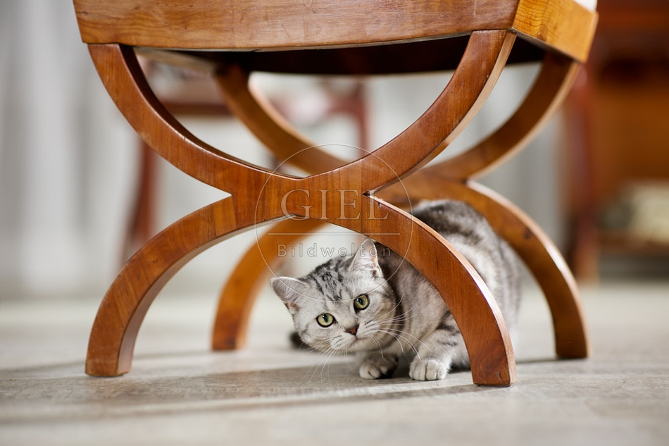 117621 Britisch Kurzhaar Katze