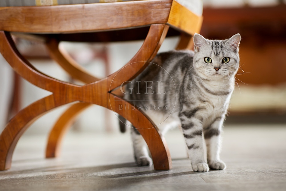 117622 Britisch Kurzhaar Katze