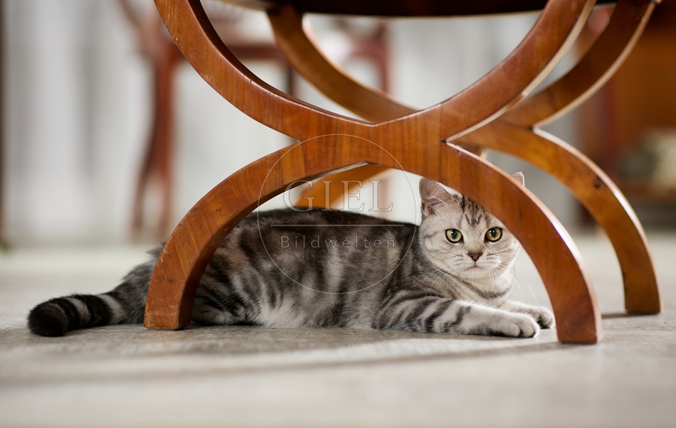 117623 Britisch Kurzhaar Katze