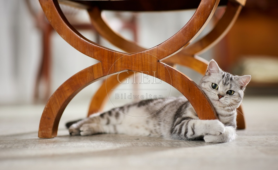 117625 Britisch Kurzhaar Katze