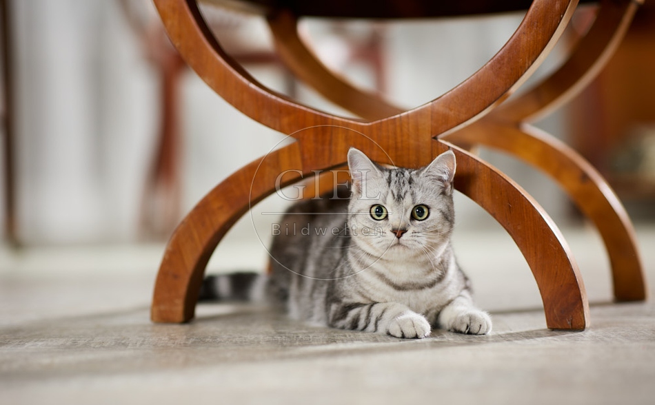 117626 Britisch Kurzhaar Katze