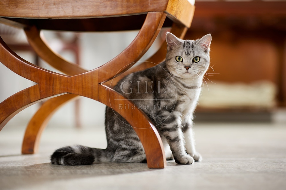 117627 Britisch Kurzhaar Katze