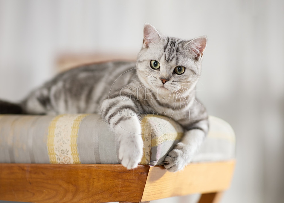 117628 Britisch Kurzhaar Katze