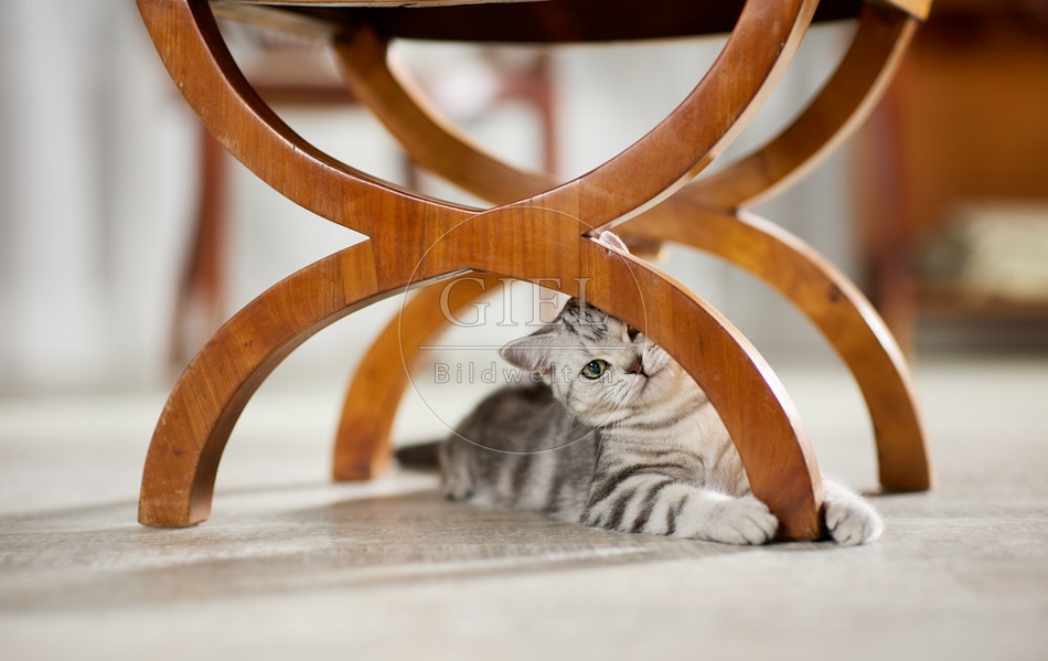 117630 Britisch Kurzhaar Katze