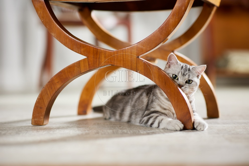 117631 Britisch Kurzhaar Katze