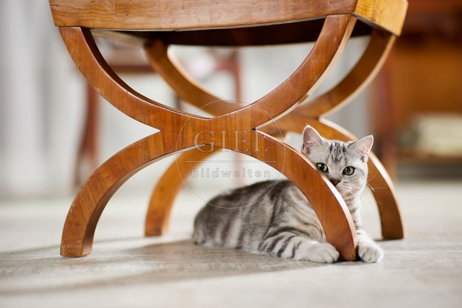 117632 Britisch Kurzhaar Katze