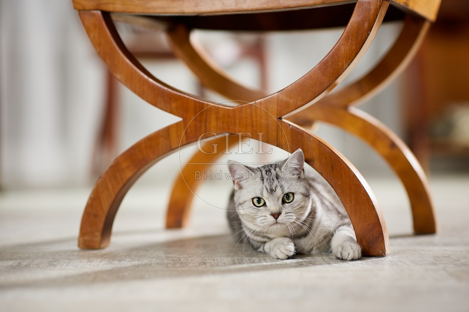 117633 Britisch Kurzhaar Katze