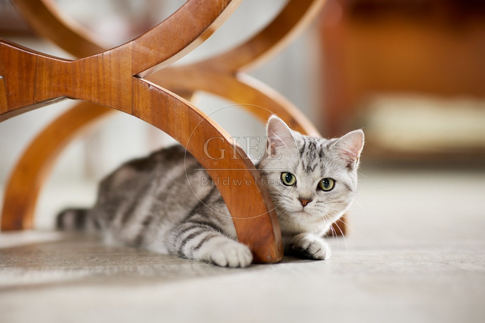 117634 Britisch Kurzhaar Katze