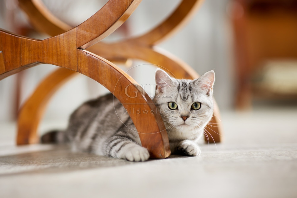 117635 Britisch Kurzhaar Katze