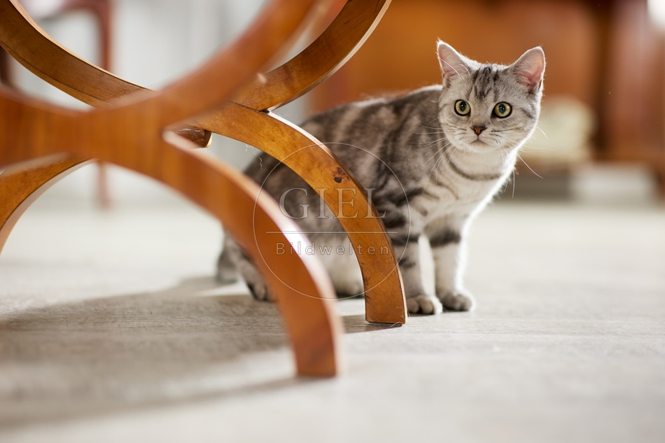 117636 Britisch Kurzhaar Katze